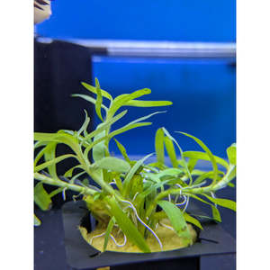Plants: Stargrass - Potted