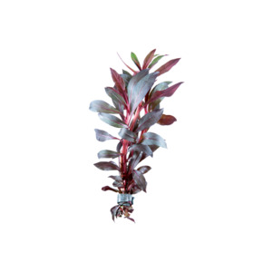 Plants: Deep Red Ludwigia - POTTED