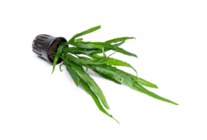 Plants: Needle Leaf Java Fern - Bunched