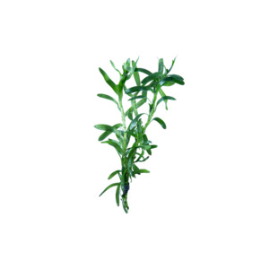Stargrass - Bunched