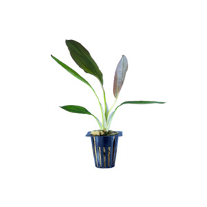 Rose Sword - Potted