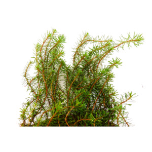 Red Pine - Potted