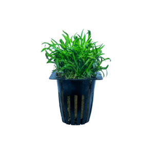 Lilaeopsis Zelandia - Potted