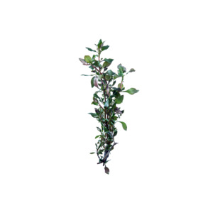 Red Ludwigia - Potted
