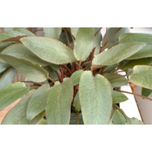 Cryptocoryn Crispatula