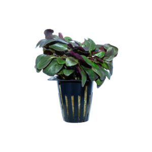 Plants: Lobelia Cardinalis - Potted