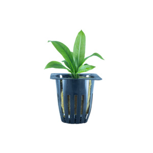 Plants: Amazon Sword - Potted