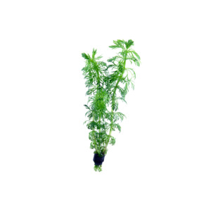 Plants: Ambulia