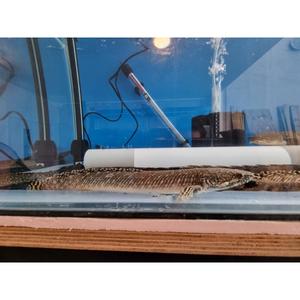 Ornate Bichir