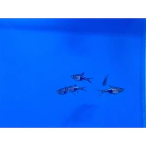 Harlequin Lamb Chop Rasbora