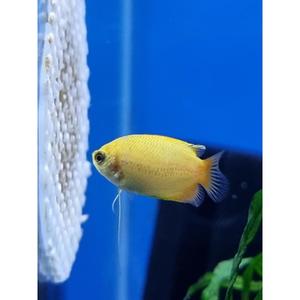 Gourami: Sunset Dwarf Gourami