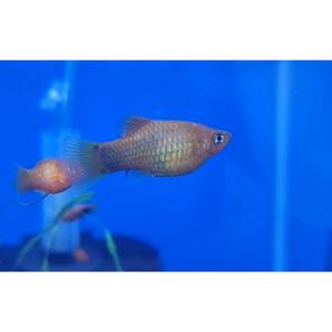 Assorted Platy
