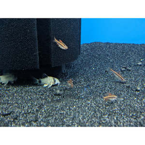 Barbs: Cherry Barb