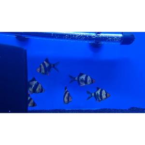 Tiger Barb