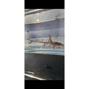 All Livestock: Red Lizard Whiptail Catfish