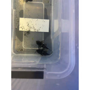 Plecos: Starlight Pleco