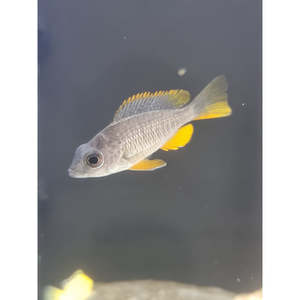 Cichlids: Red Kadango Cichlid