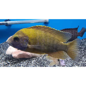 Cichlids: Sunshine Cichlid