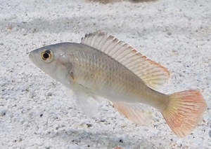 Cichlids: Sp.44