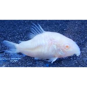 Corydoras: Albino Corydoras