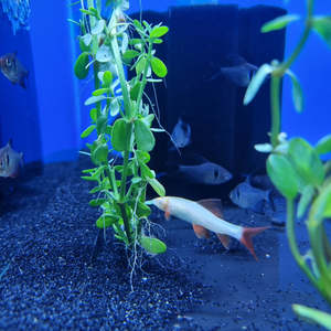 Oddball: Gold Rainbow Shark