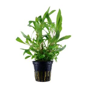 Aquascaping: Hygrophila Blue - Potted