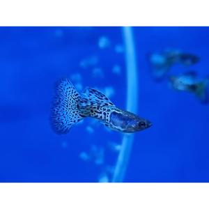 Metal Grass Cobra Guppy - PAIR