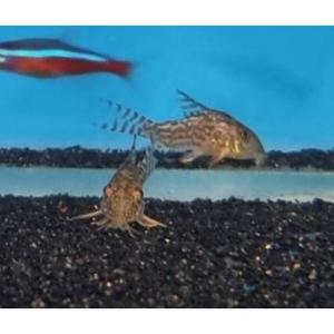 Corydoras: Sterbai Corydoras