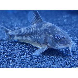 Corydoras: Peppered Corydoras
