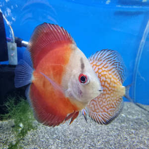 Red Melon Discus