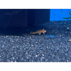 Plecos: Super Red Bristlenose