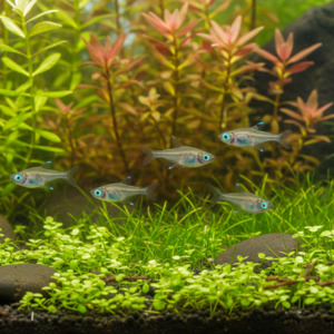 Oddball: Norman's Lampeye Kilifish