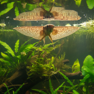 Oddball: Pantadon Butterfly Fish
