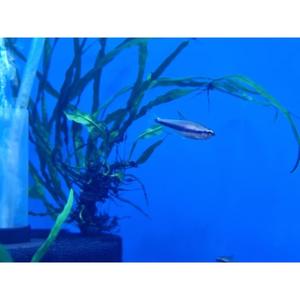 Tetras: Blue Emperor Tetra