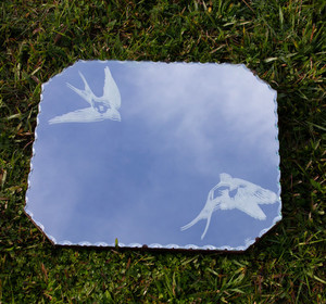 Swallows The Uncomfy Project
