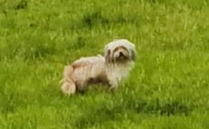 Locals rally to locate lost dog