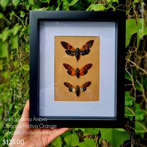 Ambragaena Ambra
& 2x
Gaeana Festiva