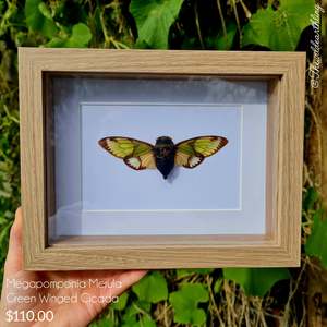 Oddities Specimens Collectibles: Megapomponia Merula - Green Winged Cicada