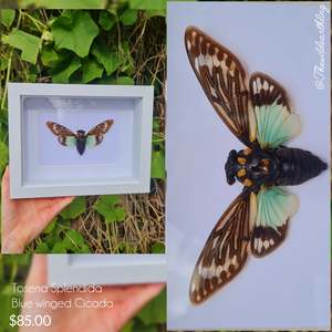 Oddities Specimens Collectibles: Tosena Splendida - Blue Winged Cicada