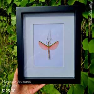 Oddities Specimens Collectibles: Marmessoidea rosea - Stick Insect