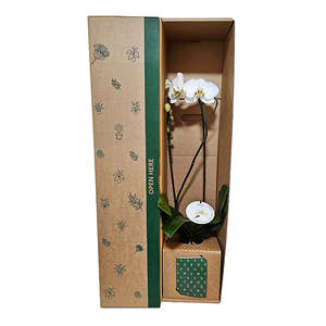 All: Grandiflora Orchid