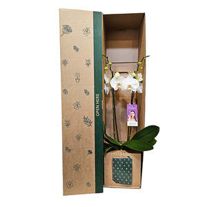 All: Phalaenopsis Orchid