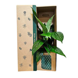 All: Peace Lily Foliage