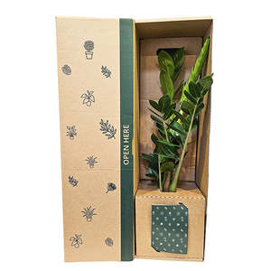 All: Zamioculcas ZZ Green