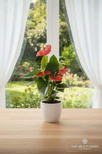 Anthurium