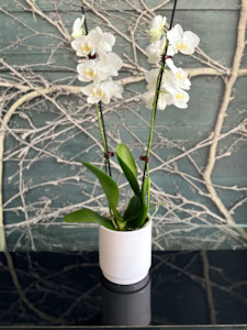 Sympathy Flowers: Orchid White Double Stem