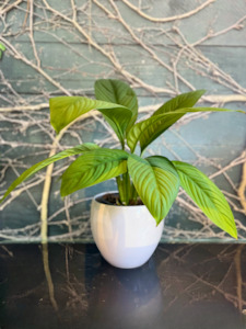 Peace Lily