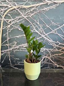 Zanzibar Plant in Ceramic Pot 12cm