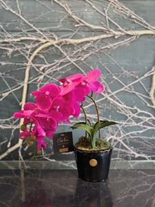 Gifts: Côte Noire - Double Orchid Fushsia Piano Black