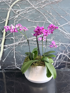 Gifts: The Orchid Serenity Pot
